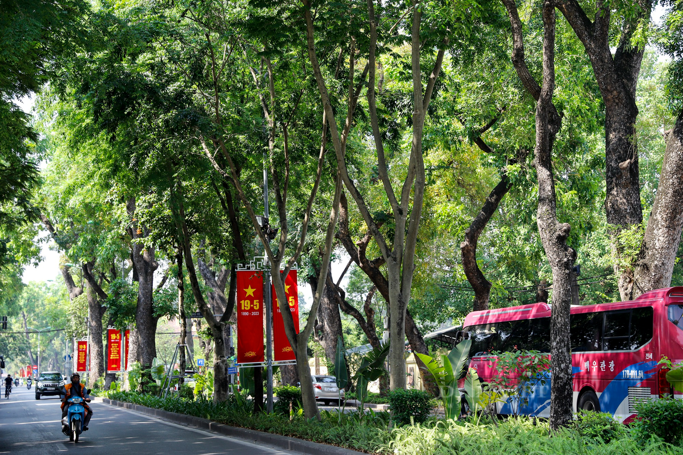 Hàng cây cổ thụ giúp “đảo nhiệt đô thị” tại đường Hoàng Diệu.