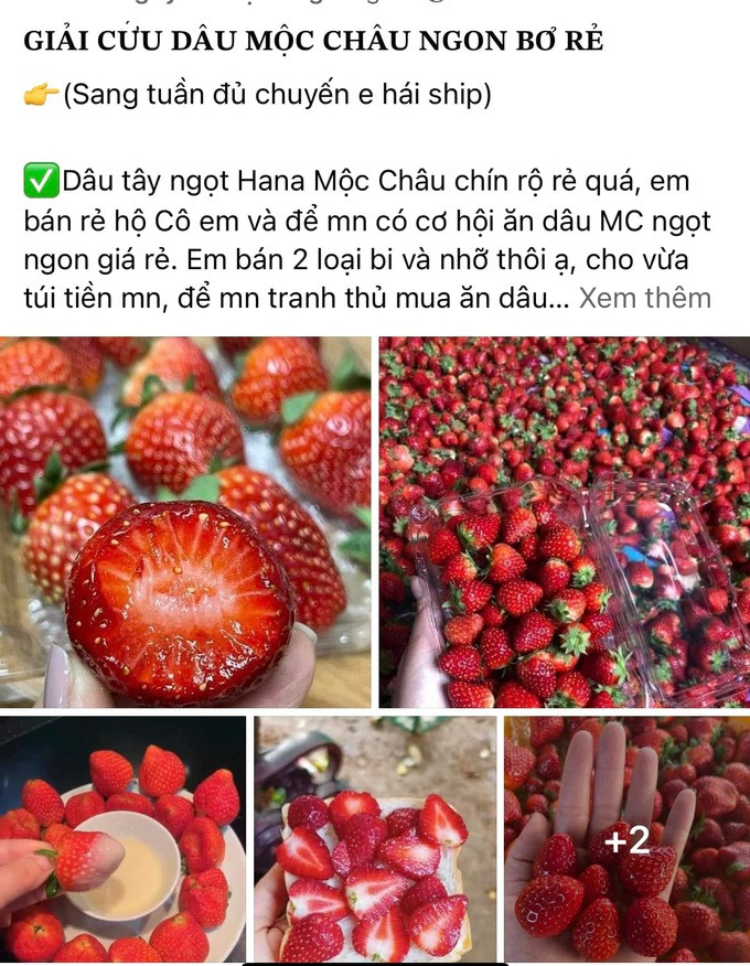 Bài kêu gọi "giải cứu dâu tây" trên mạng xã hội (Ảnh chụp màn hình). Bài kêu gọi "giải cứu dâu tây" trên mạng xã hội (Ảnh chụp màn hình).