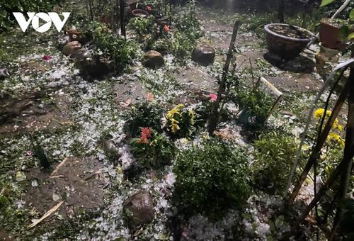 Mưa đá lớn, dày rơi xuống khiến hoa màu của người dân bị hư hại.