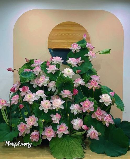 Chị Mai Phương chọn sen super - một dòng sen vỗ nở để có thể tranh thủ đêm muộn cắm. Chị mất khoảng hơn 1 tiếng để hoàn thành xong đầm sen này. Trước khi bắt tay vào cắm, chị sẽ định hình trong đầu ý tưởng trước, sau đó sẽ xếp bình để chọn bố cục. Ảnh: NVCC