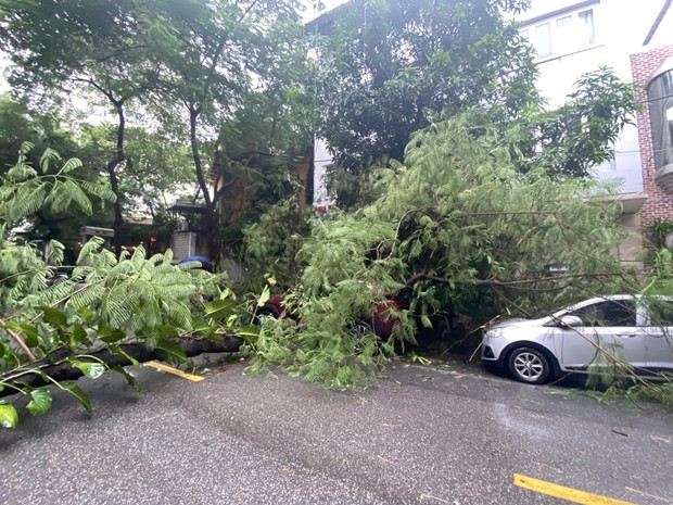Cây phượng đổ chắn ngang phố Hàn Thuyên, trúng vào 2 chiếc xe ôtô đỗ bên đường. (Ảnh: PV/Vietnam+)