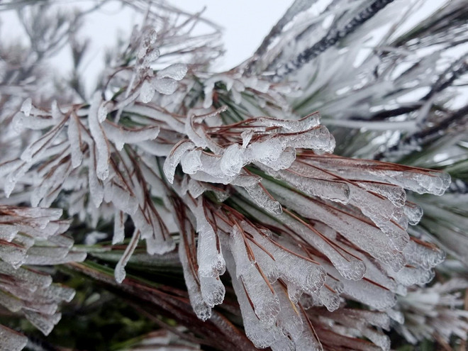 Những "cây băng" trên đỉnh núi đỉnh Tà Xùa, xã Bản Công và đỉnh Tà Chì Nhù, xã Xà Hồ, huyện Trạm Tấu, tỉnh Yên Bái. (Ảnh: Dương Doãn).