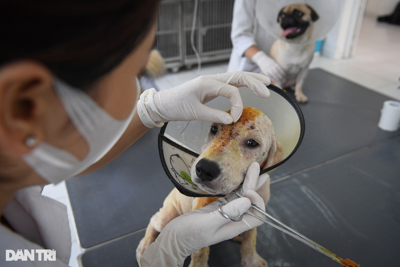 Bạch là một chú chó giống Golden được đưa vào Bệnh viện Thú Y từ ngày 23/5. Chú chó này bị viêm da, ghẻ máu và nấm da. Tình trạng này đã kéo dài 1 tháng nên thời điểm nhập viện, da của Bạch đã bị viêm, loét, có mùi hôi. Mỗi ngày, Bạch được các bác sĩ thú y vệ sinh da bằng thuốc sát khuẩn vì da bị viêm loét, nhiễm khuẩn. Bên cạnh đó, chú chó này được chỉ định dùng kháng sinh, giảm viêm, thuốc kháng nấm, thuốc điều trị ký sinh trùng.