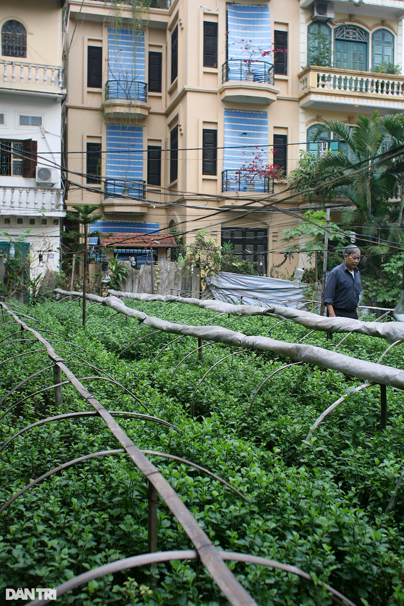 Những luống hoa của gia đình ông Trần Huy Bộ tại làng Ngọc Hà, thời điểm trước năm 2010. Gia đình ông Bộ là duy là gia đình cuối cùng còn đất để trồng hoa tại làng Ngọc Hà thời điểm đó.