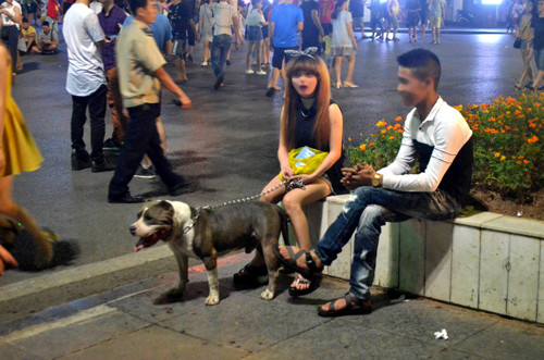 Nhiều con chó, có cả giống chó dữ, không được rọ mõm. Bất an với chó dữ Becgie, Pitbull... lè lưỡi ở phố đi bộ hồ Gươm ảnh 3