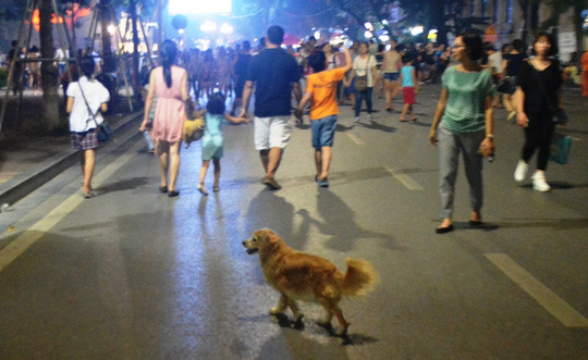Chó thả rông ở phố đi bộ hồ Gươm Bất an với chó dữ Becgie, Pitbull... lè lưỡi ở phố đi bộ hồ Gươm ảnh 1