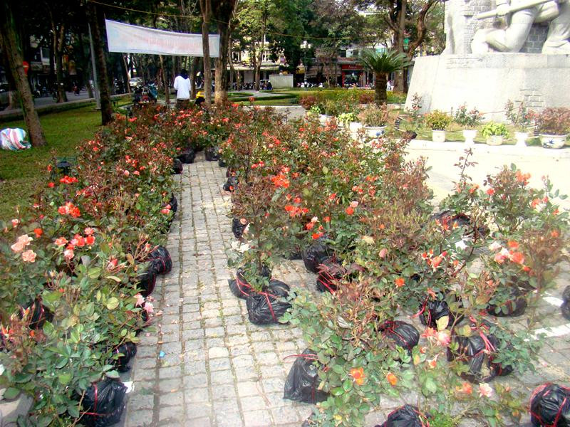 Từng gốc hồng được bó gọn được bày la liệt tại vườn hoa hàng Đậu