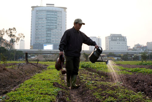 Ông Sơn, 47 tuổi tưới rau bằng nước chắt từ các ao nhỏ