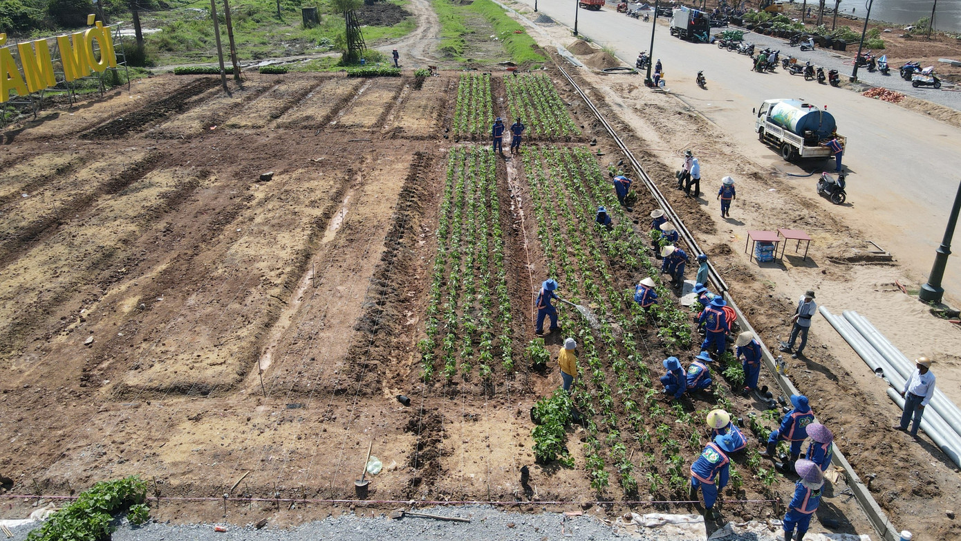Công nhân tất bật làm việc tại khu vực công viên bờ sông Sài Gòn để đưa những cây hoa hướng dương đầu tiên xuống trồng tại đây.