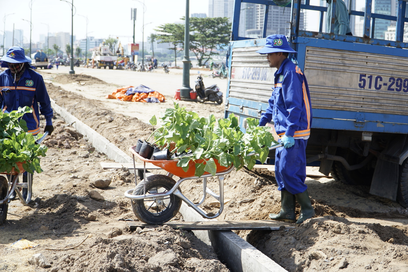 Công nhân di chuyển các cây hoa hướng dương đến khu vực trồng.