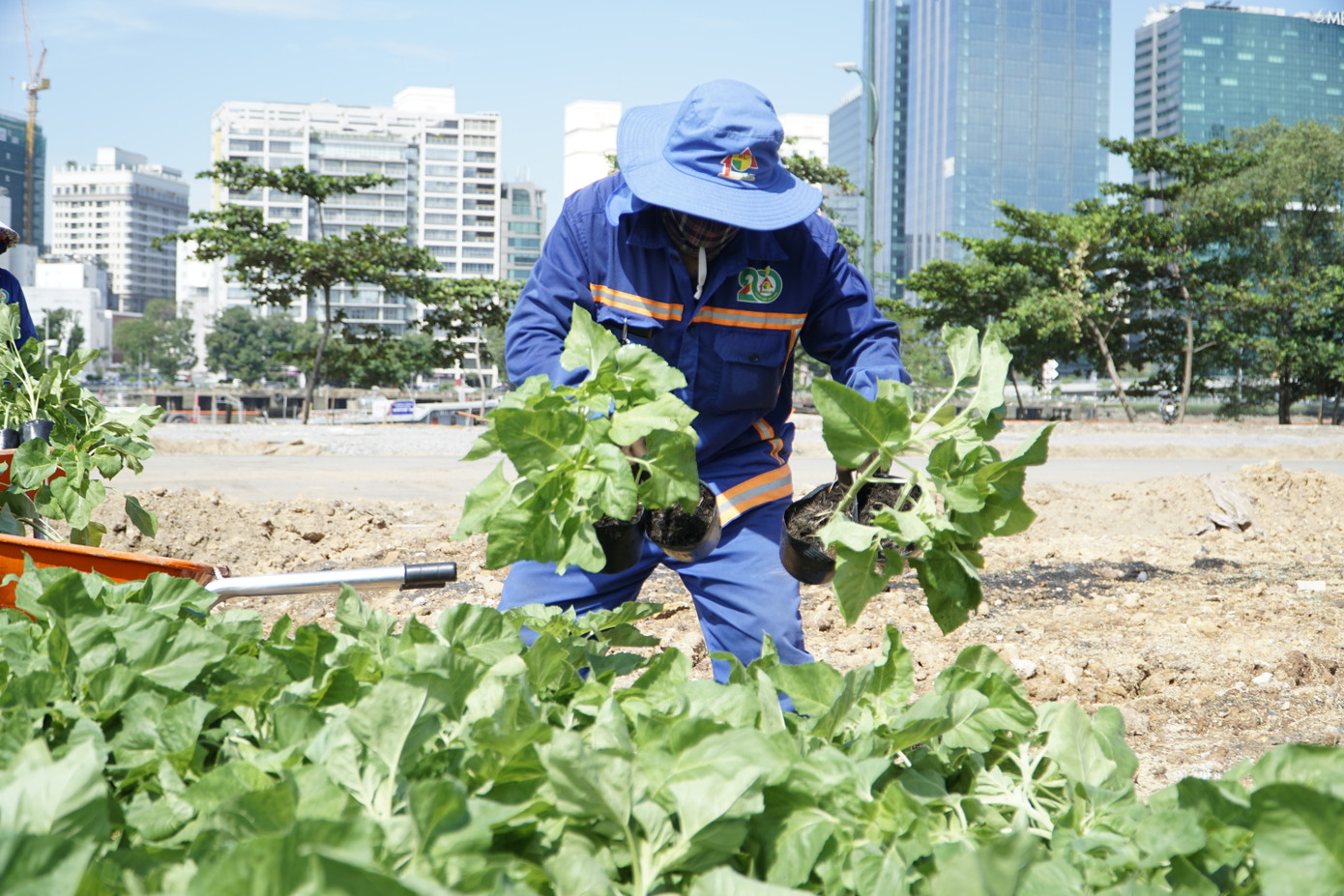 Đợt 1, đơn vị thi công dự kiến trồng khoảng 15.000 cây hoa hướng dương để phục vụ người dân dịp tết Dương lịch. Sau đợt 1, TP Thủ Đức sẽ tiếp tục trồng bổ sung hoa hướng dương cho đợt 2 để phục vụ người dân tham quan dịp Tết Nguyên đán.