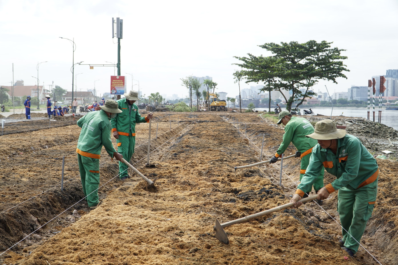 Dự kiến sau 2 đợt, đơn vị thi công sẽ trồng khoảng 35.000 cây hoa hướng dương.