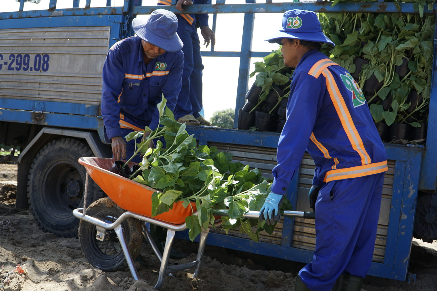 Theo ghi nhận của PV, ngày 28/11, các đơn vị thi công đang tất bật trồng cây xanh và hoa hướng dương tại khu vực công viên bờ sông Sài Gòn.