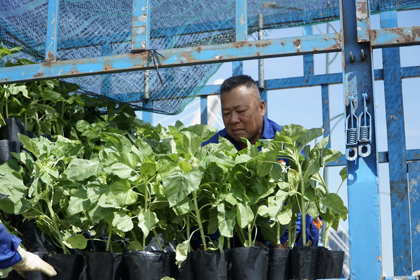 Theo đơn vị thi công, để đảm bảo những cây hoa hướng dương nở vào dịp Tết Dương lịch 2024, trước đó những cây con này đã được ươm trồng trong vườn khoảng 1 tháng. Sau đó, đơn vị tiếp tục trồng thêm một đợt hoa để chuẩn bị cho Tết Nguyên Đán Giáp Thìn 2024.