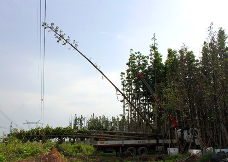 Hiện trường vụ ngọn cây dầu chạm vào đường dây diện 500KV làm 22 tỉnh thành mất điện vào chiều 22/5