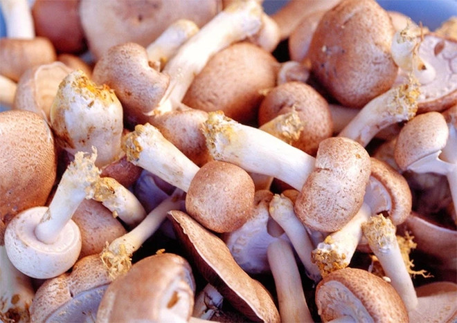 Nấm agaricus có nhiều tác dụng tốt với sức khỏe.