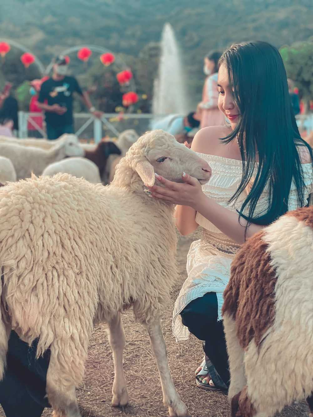 Vỗ về sự yêu thương ở đồi cừu An Hảo Solar