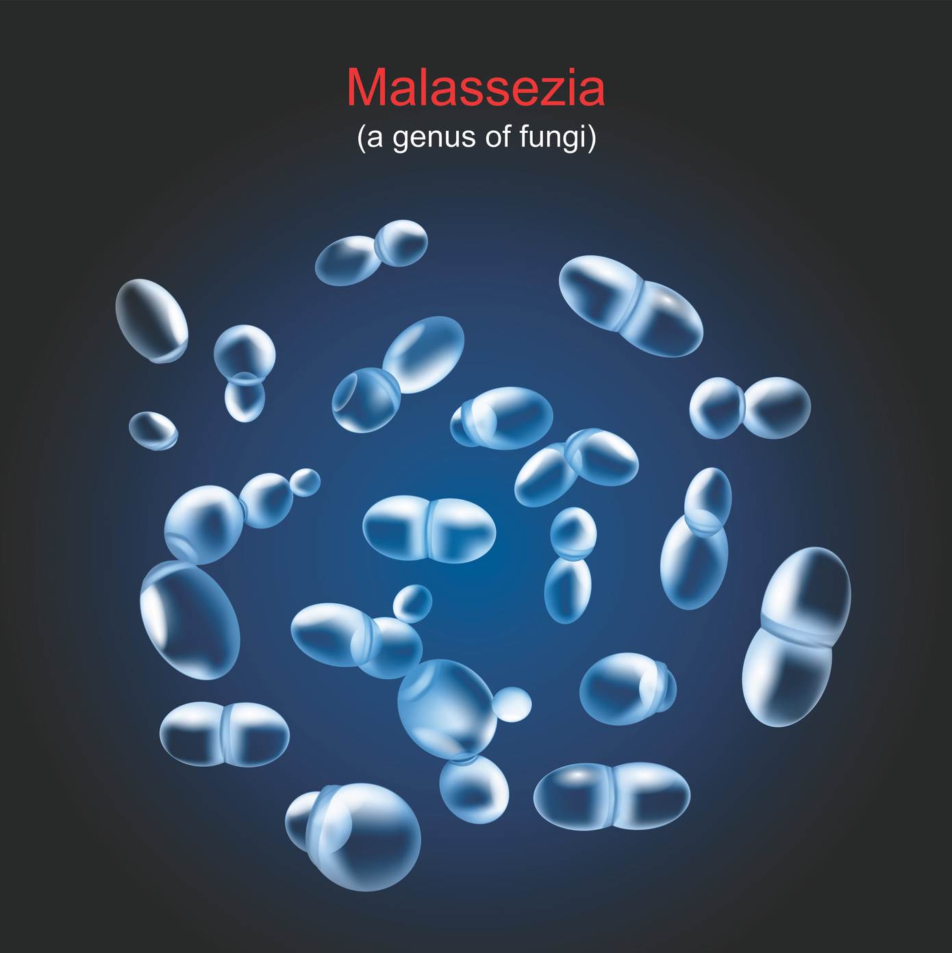 Nguyên nhân chính gây gàu là do vi nấm Malassezia