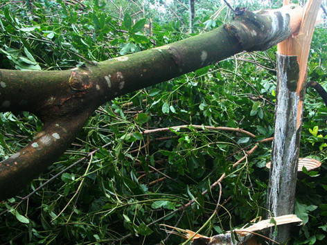 Sau bão Xangsane năm 2006, dân Nam Đông (TT-Huế) vẫn tiếp tục trồng, phát triển diện tích cao su để rồi nhận thêm “quả đắng” do bão Nari gây ra. Ảnh: Ngọc Văn . Sau bão Xangsane năm 2006, dân Nam Đông (TT-Huế) vẫn tiếp tục trồng, phát triển diện tích cao su để rồi nhận thêm “quả đắng” do bão Nari gây ra. Ảnh: Ngọc Văn