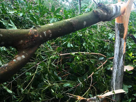 Sau bão Xangsane năm 2006, dân Nam Đông (TT-Huế) vẫn tiếp tục trồng, phát triển diện tích cao su để rồi nhận thêm “quả đắng” do bão Nari gây ra. Ảnh: Ngọc Văn 