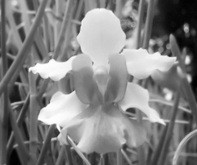 Bằng cách chọn Vanda “Miss Joaquim” làm quốc hoa, Singapore đã quảng bá hiệu quả cho hoa lan. Đây là loài phong lan lai đầu tiên được mô tả từ Singapore bởi Giám đốc Vườn Thực vật quốc gia, H.N. Ridley vào năm 1893. Loài lan này không chỉ đẹp, sinh trưởng mạnh mẽ mà còn nở hoa quanh năm, cành cứng cáp nhưng hoa rất mềm mại, duyên dáng. Độc đáo quảng bá hoa lan Singapore ảnh 4