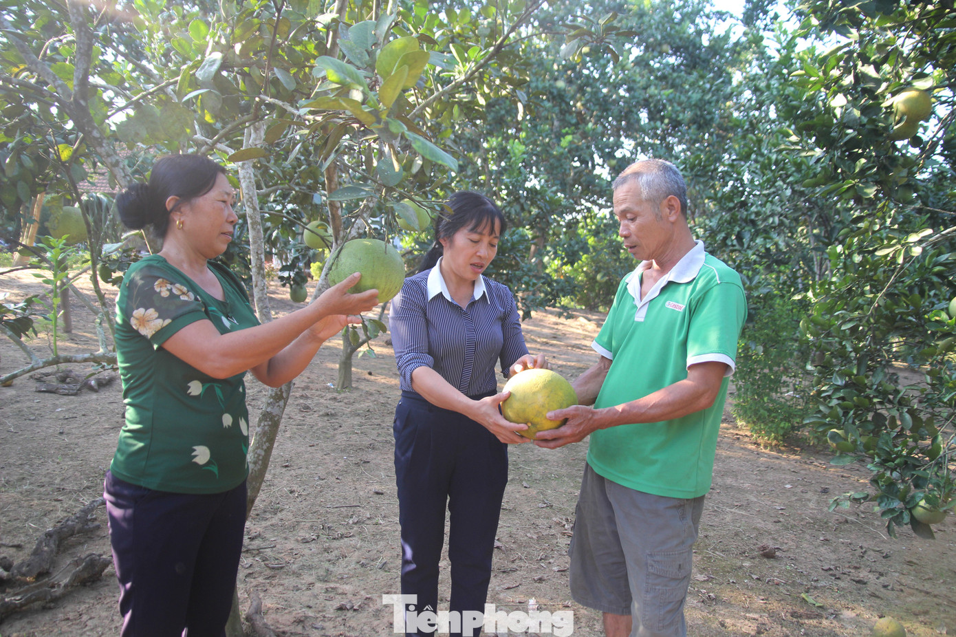 Những quả bưởi đạt chất lượng mới được đem ra thị trường.