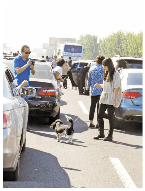 Dắt chó đi dạo 