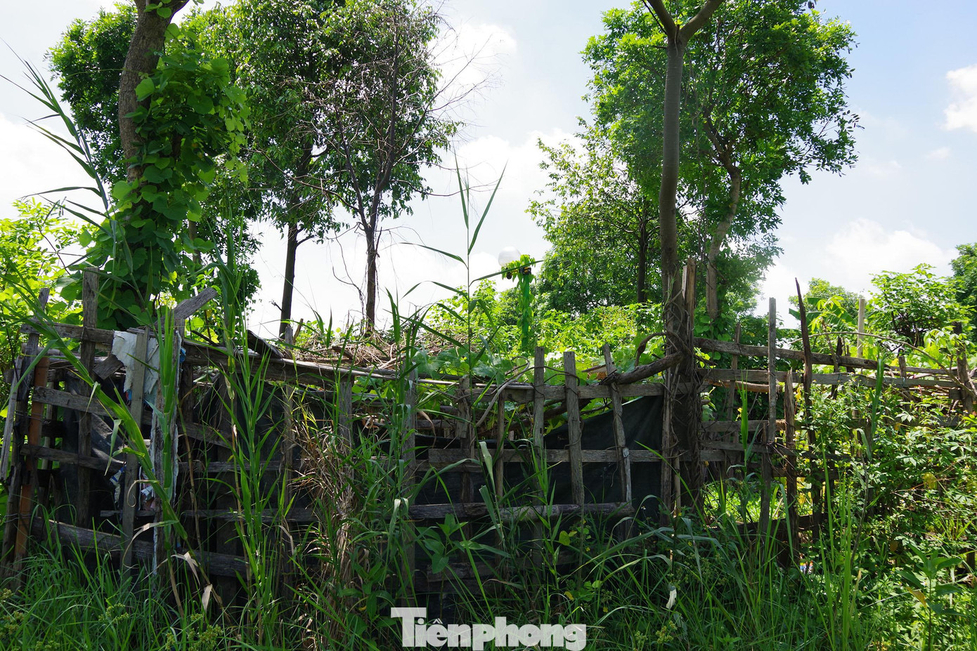 ... làm giàn trồng bầu bí.