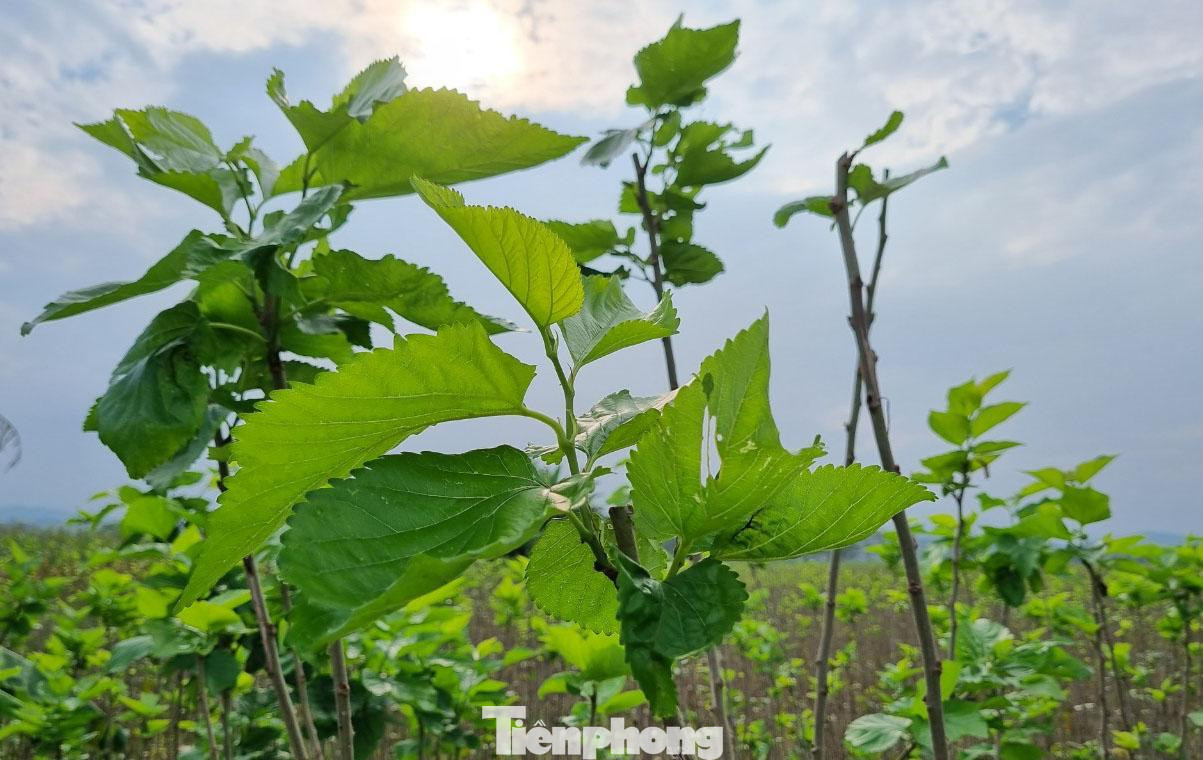 Theo các hộ dân ở Đình Xây, cây dâu rất dễ trồng, một lần trồng có thể cho thu hoạch nhiều năm. Trồng dâu nuôi tằm cũng không đòi hỏi kỹ thuật quá cao, vốn đầu tư không lớn nên người dân hoàn toàn thành thạo sau một vài năm nuôi.