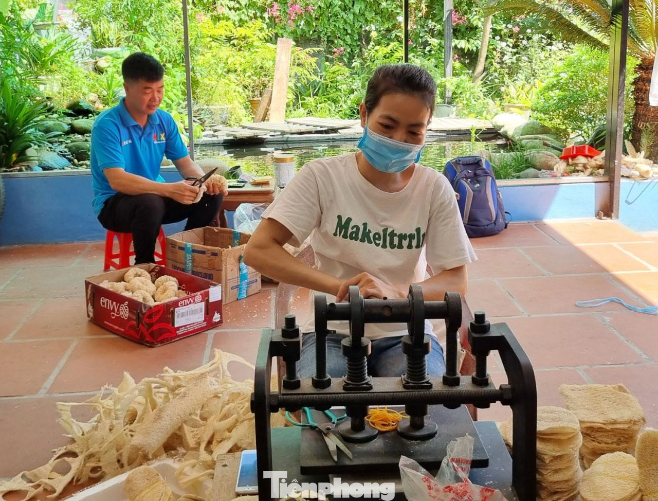 “Sắp tới, tôi triển khai mở rộng vùng trồng tại các tỉnh miền Trung, Tây Nguyên, cố gắng tăng diện tích trồng mướp lên 30 héc ta nữa trong những năm tới. Mỗi tháng xuất khẩu khoảng 100 đến 200 nghìn sản phẩm”, anh Tôn cho biết.