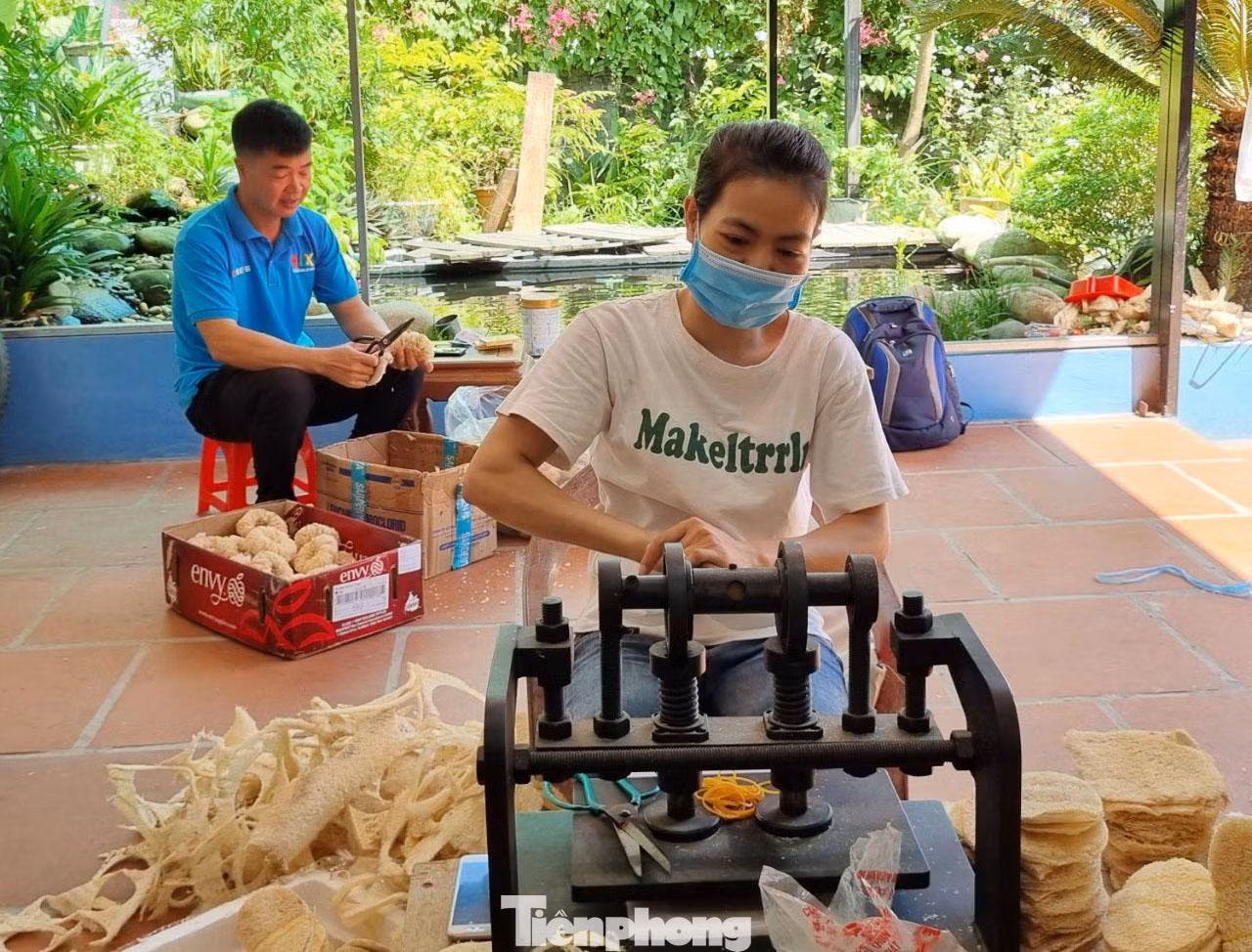 “Sắp tới, tôi triển khai mở rộng vùng trồng tại các tỉnh miền Trung, Tây Nguyên, cố gắng tăng diện tích trồng mướp lên 30 héc ta nữa trong những năm tới. Mỗi tháng xuất khẩu khoảng 100 đến 200 nghìn sản phẩm”, anh Tôn cho biết.