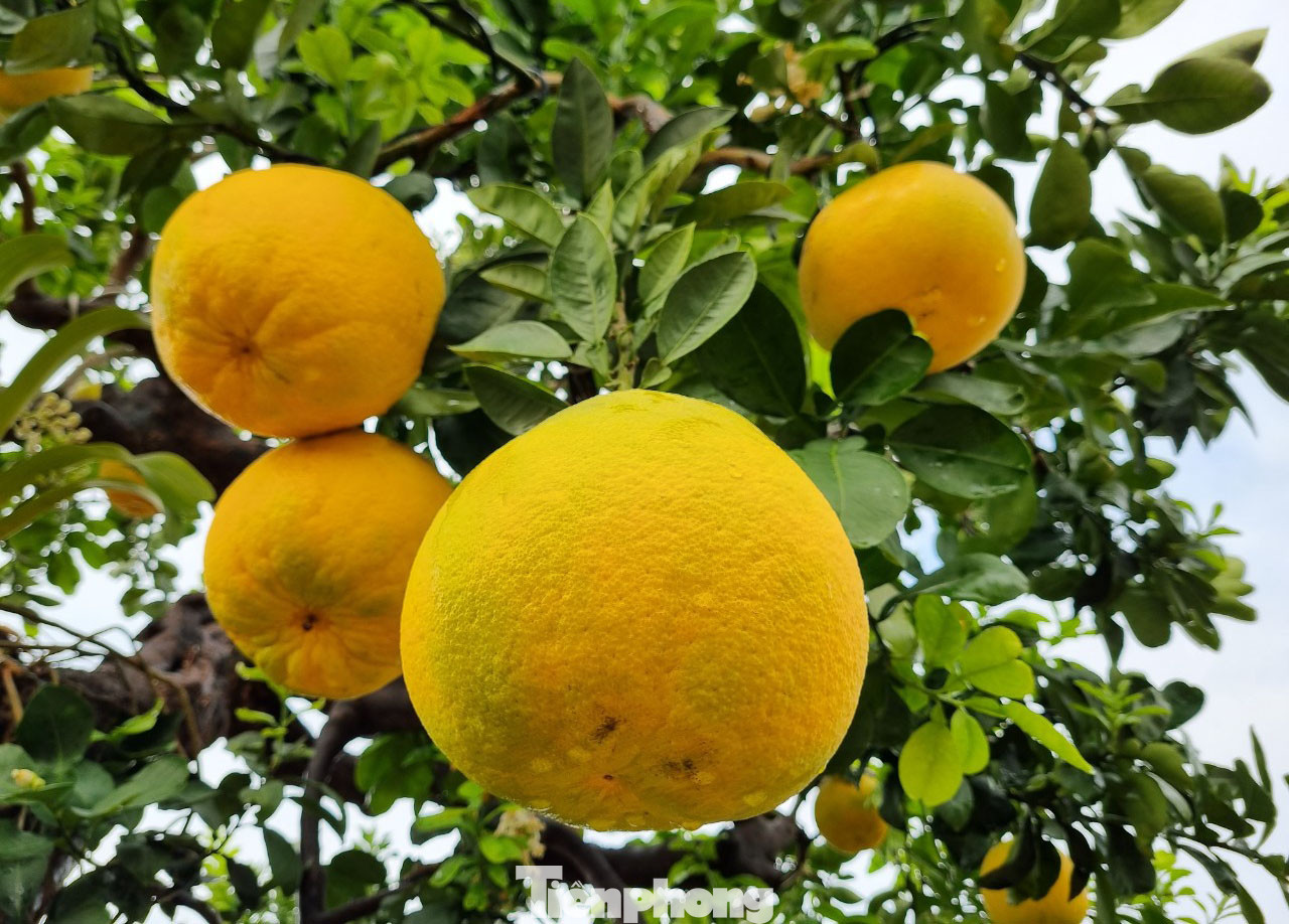 Quả chín vàng đẹp, có mùi thơm tự nhiên của bưởi Diễn.