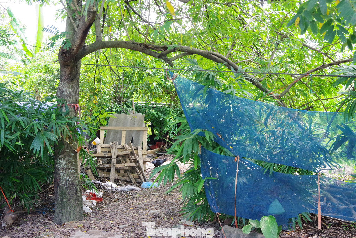 Một số người dân còn vào công viên quây chuồng nuôi gà...