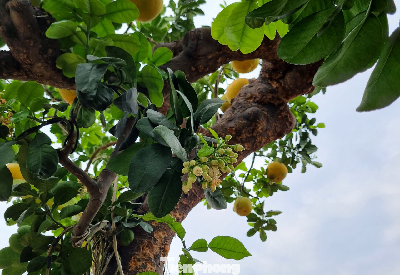 Anh Tập giải thích, là người làm ăn, tâm huyết với cây này nên bán giá 682 triệu đồng với mong muốn "Phúc đức - Lộc phát mãi" cho cả người sở hữu nó và cả mình.