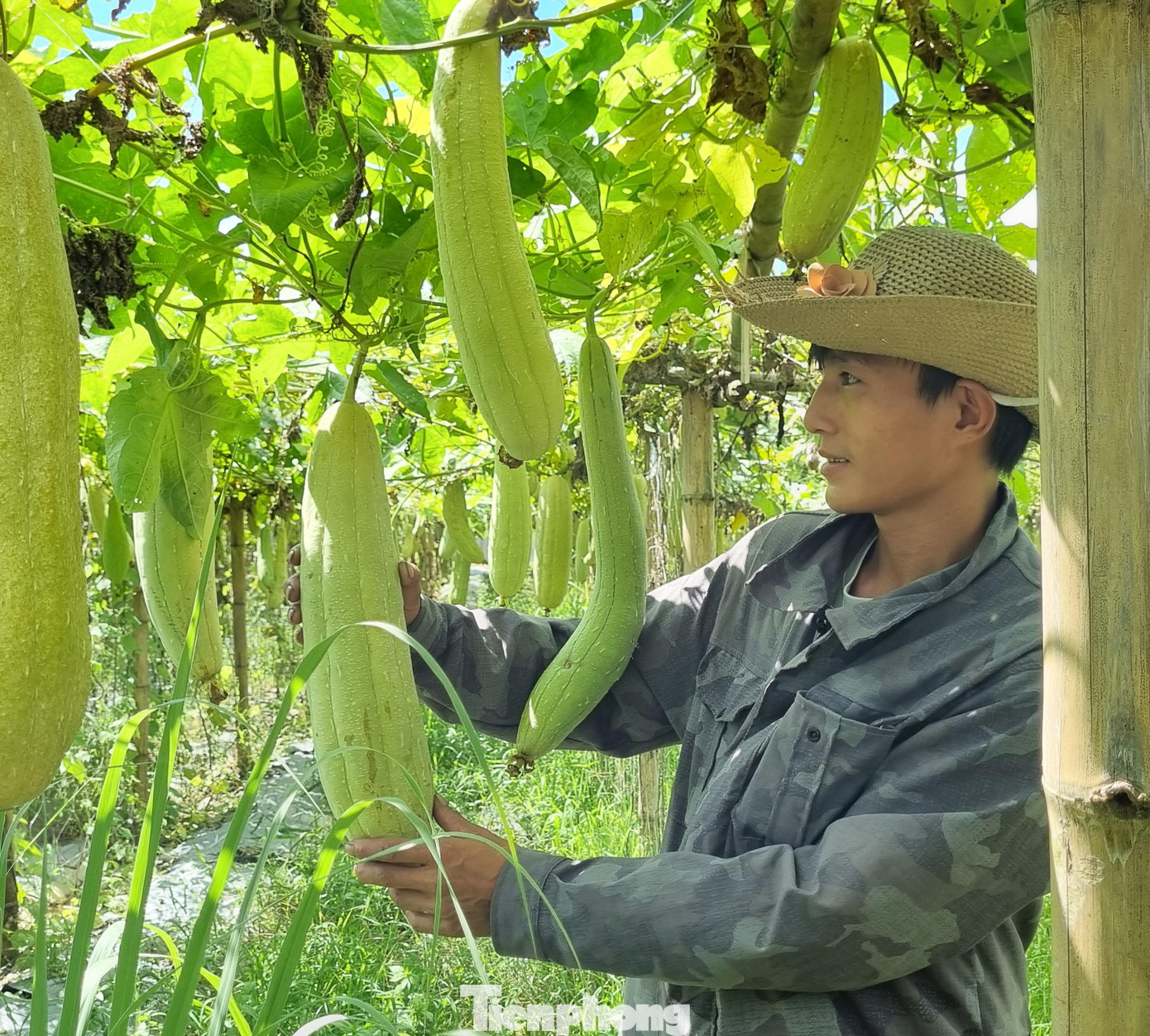 Vì vậy, năm 2019, anh quyết định nghỉ việc, về khởi nghiệp làm nông nghiệp. Điều này khiến người trong gia đình phản đối kịch liệt. Hàng xóm, bạn bè thì bảo là “điên, hấp” vì đang yên, đang lành làm việc ở ngân hàng lớn, lương tháng 30 đến 40 triệu đồng lại bỏ về đi trồng mướp lấy xơ, tiềm ẩn nhiều rủi ro. - Ảnh: Công nhân kiểm tra độ già và chất lượng của mướp.