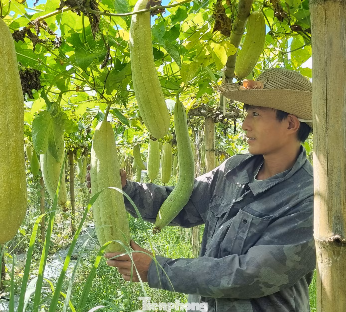 Vì vậy, năm 2019, anh quyết định nghỉ việc, về khởi nghiệp làm nông nghiệp. Điều này khiến người trong gia đình phản đối kịch liệt. Hàng xóm, bạn bè thì bảo là “điên, hấp” vì đang yên, đang lành làm việc ở ngân hàng lớn, lương tháng 30 đến 40 triệu đồng lại bỏ về đi trồng mướp lấy xơ, tiềm ẩn nhiều rủi ro. - Ảnh: Công nhân kiểm tra độ già và chất lượng của mướp.