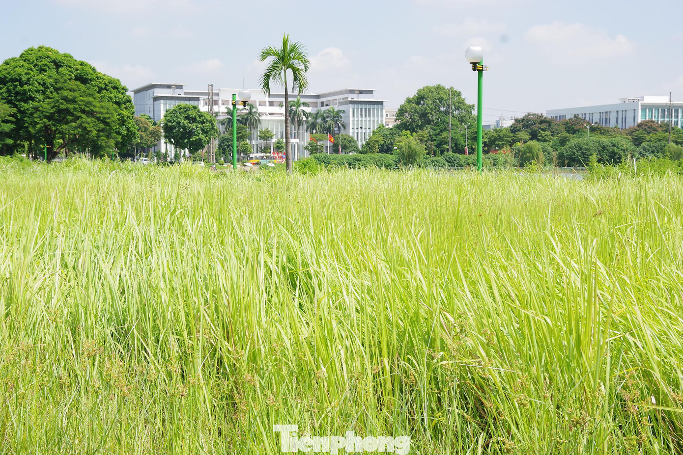 Không có đơn vị quản lý, chăm sóc nên cỏ mọc um tùm trong công viên. Bác Hạnh, sinh sống tại khu đô thị Việt Hưng cho biết: "Nhiều lúc tôi cũng muốn ra công viên đi thể dục, nhưng nghĩ cảnh cỏ mọc quá đầu người, rắn rết, hút chích... Nên thôi, đành đi thể dục trong khu nhà mình vậy cho an toàn".