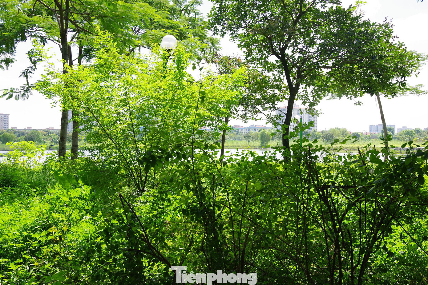 Cây dại mọc um tùm, khiến người dân sợ rắn rết xuất hiện.