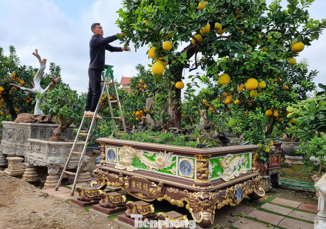 Hiện nay, nhiều khách đã tới chiêm ngưỡng, trả giá cho cây bưởi “Lão mộc trường xuân”. Có người trả 500 triệu đồng, nhưng anh không bán. "Phải được giá 682 triệu đồng tôi mới đành lòng rời nó" - anh Tập nói.