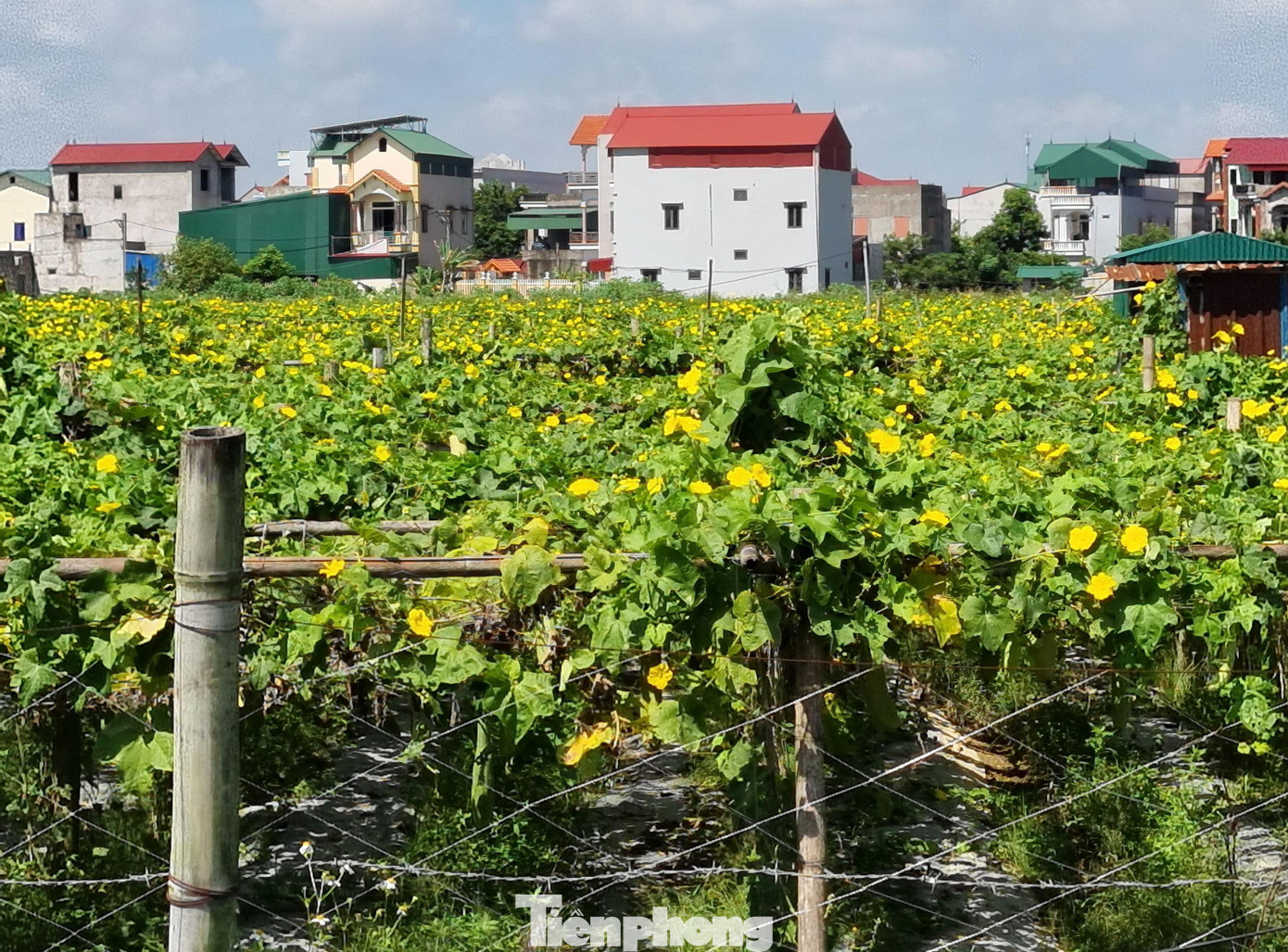 Theo anh Tôn, ở nước ta, xơ mướp không có nhiều giá trị về kinh tế nhưng tại thị trường Mỹ, Nhật Bản, Hàn Quốc và châu Âu, đây lại là đồ gia dụng hữu ích, mang lại giá trị kinh tế cao. Trong ảnh là vườn mướp 2 héc ta của anh Tôn tại xã Nguyệt Đức, huyện Thuận Thành, tỉnh Bắc Ninh.