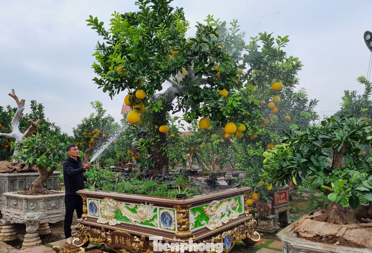 Chỉ còn 3 tuần nữa là đến Tết Nguyên đán 2023, thị trường cây cảnh ở Văn Giang, Hưng Yên bắt đầu sôi động. Không trồng các cây đại trà như nhà vườn khác, nhà vườn Huy Tập của anh Vũ Huy Tập tập trung trồng bưởi cảnh; trong đó mới cho ra mắt cây bưởi “Lão mộc trường xuân” phục vụ Tết.