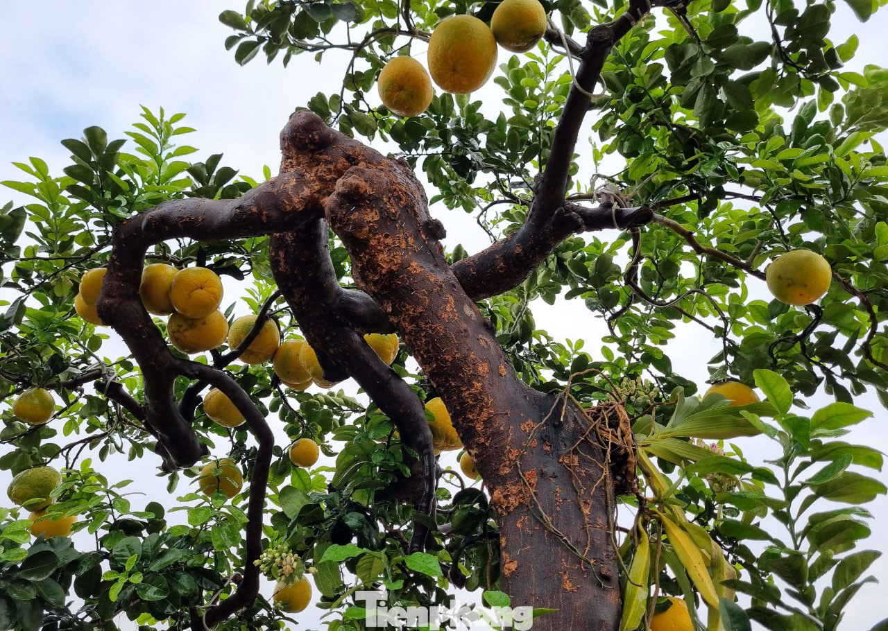 “Tôi đã chăm sóc cây bưởi này nhiều năm và rất kì công. Năm nay, khi cây đạt độ đẹp nhất, tôi mới mang ra trưng bày. Chậu cây được mua từ cố đô Huế chở ra và được nghệ nhân của nhà vườn dát 3 cây vàng 24k”, anh Tập cho biết.