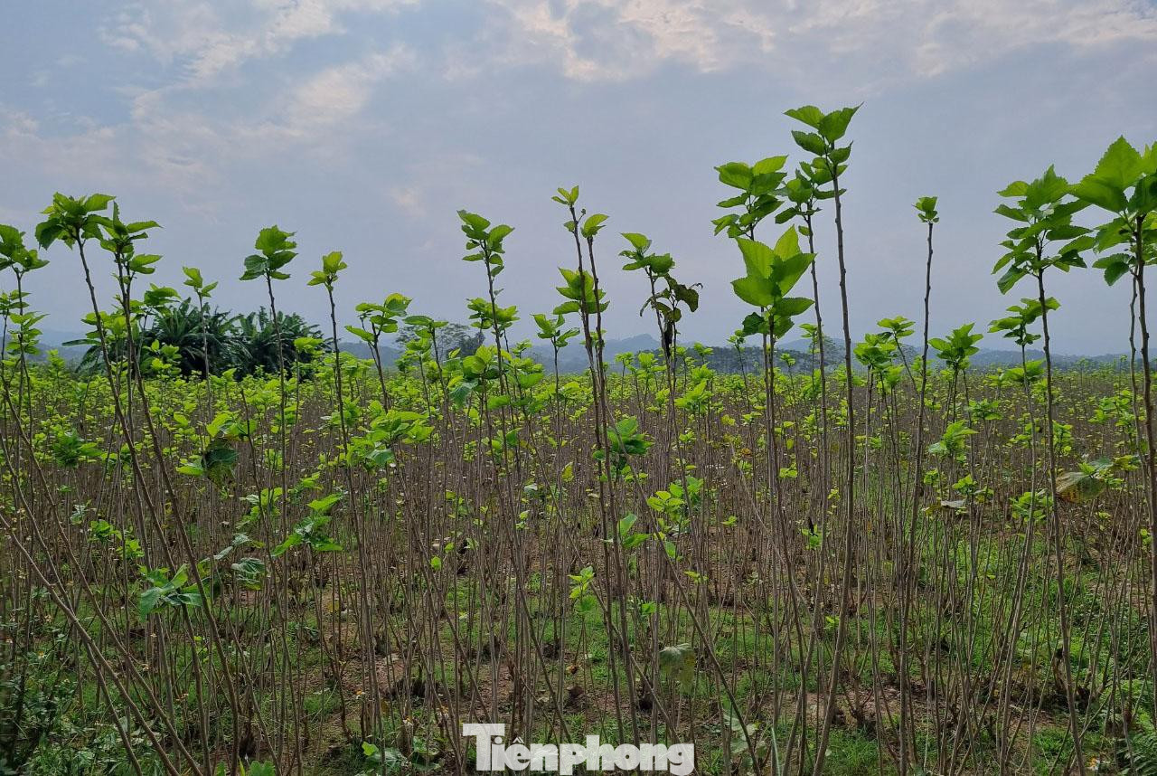 Thôn Đình Xây có 120 hộ, với diện tích đất nông nghiệp hơn 30 héc ta. Trong đó, diện tích trồng dâu nuôi tằm chiếm gần hết với 23 héc ta. Nhờ phát triển nghề trồng dâu nuôi tằm mà thu nhập bình quân của người dân nơi đây luôn dẫn đầu huyện Trấn Yên.