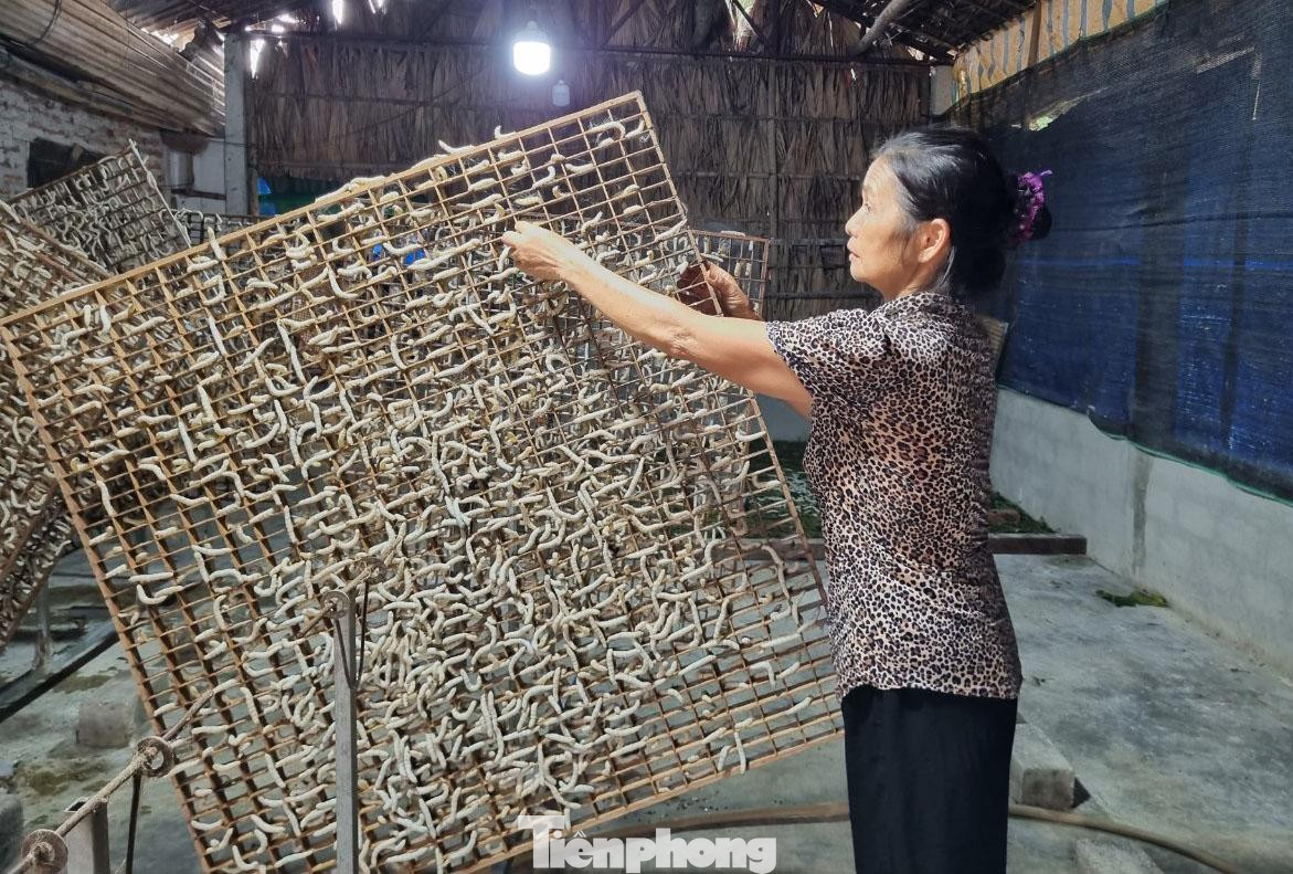 Cũng như các gia đình khác trong thôn, vợ chồng ông bà Nguyễn Trung Dũng, Nguyễn Hồng Liễu trồng 6 sào dâu; hàng năm đều cho thu nhập ổn định, có điều kiện cho con ăn học. Nay, các con của ông bà đều có công việc ổn định ở Hà Nội.