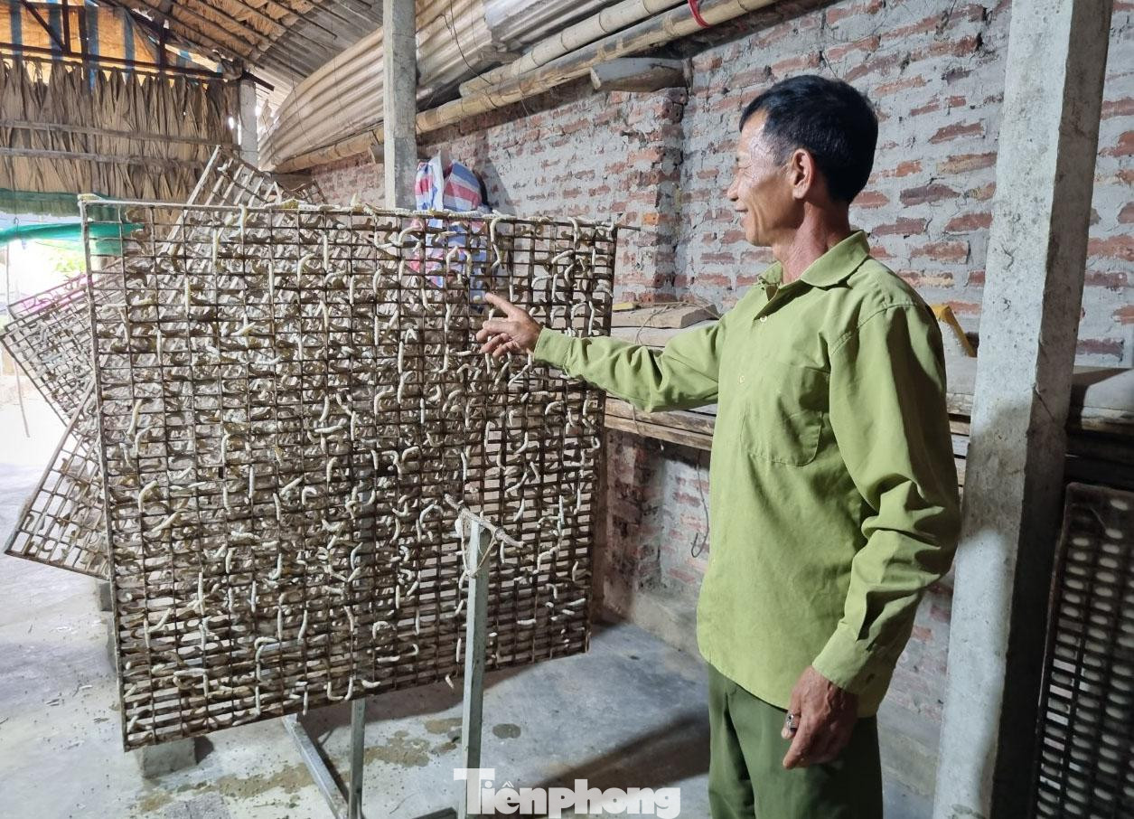 “Nhà tôi trồng 7 sào dâu (2.500m2) và xây dựng hai nhà nuôi tằm. Mỗi năm thu 6,7 tạ kén, thu nhập trên 80 triệu đồng/năm. Thu nhập từ trồng dâu cao gấp 3 lần trồng lúa, nên tôi có điều kiện lo cho con cái ăn học đến nơi, đến chốn, xây nhà cửa kiên cố", ông Cảnh nói.