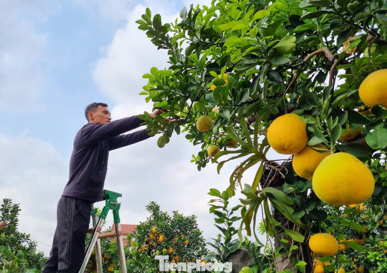Theo anh Tập, chỉ cần sơ sẩy, bất cẩn một chút, cây bưởi có thể thối rễ, hỏng dáng... Việc chăm sóc bưởi cần sự chuyên tâm chăm chút. “Nhiều lúc chăm cây, ngắm cây, nhiều hơn chăm con, ngắm vợ”, anh Tập đùa.