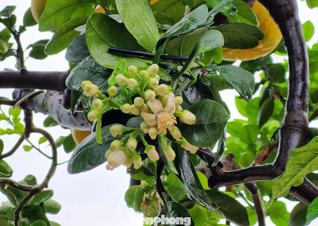 Đến cận Tết, cây bưởi vừa có quả, vừa ra hoa, đâm lộc như "bốn mùa đang ngự trên cây", anh Tập nói.
