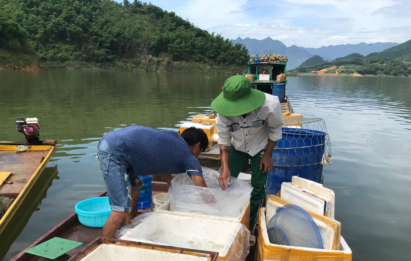 Cá ngần được ngư phủ đánh đến đầu, thương lái đến tận tuyền thu mua đến đó, không cần phải mang đi thiêu thụ. Vào thời điểm này, mỗi ngày ngư dân đánh bắt được từ 30 đến 40kg/ngày, còn vào chính vụ ngư dân đánh được trên dưới 100kg/ngày.