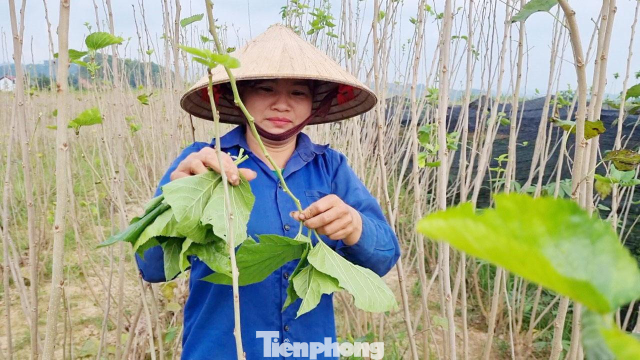 Chị Trần Thị Hoa, thôn Đình Xây cho biết, nhà trồng 6 sào dâu, mỗi năm thu 2 vụ, thu nhập bình quân 40 triệu đồng/năm. Việc trồng dâu nuôi tằm đem lại nguồn thu nhập ổn định cho gia đình. “Đất nông nghiệp của Đình Xây được bồi đắp bởi phù sa sông Hồng, nên dâu rất tốt, không cần sử dụng phân bón hóa học, thuốc kích thích. Tằm được ăn lá dâu tinh khiết, cho ra kén có chất lượng cao và chúng tôi luôn bán được giá so với nơi khác”, chị Hoa thổ lộ.