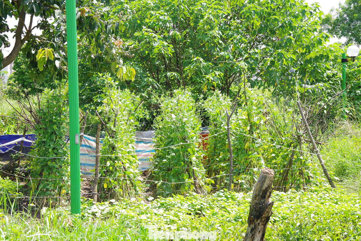 Trồng cả rau khoai, mồng tơi...